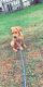 Borador Puppies for sale in Swanton, OH 43558, USA. price: NA