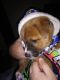 Borador Puppies for sale in Austin, TX, USA. price: NA