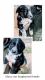 Borador Puppies for sale in Lynnville, TN 38472, USA. price: NA