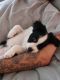 Border Collie Puppies for sale in Reno, NV, USA. price: $80