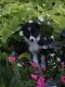 Border Collie Puppies for sale in 1014 Kiwi Ave, Kalona, IA 52247, USA. price: $550