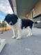 Border Collie Puppies for sale in Yuma, CO 80759, USA. price: NA