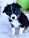 Border Collie Puppies for sale in Roberts, ID 83444, USA. price: $800