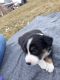 Border Collie Puppies for sale in Gooding, ID 83330, USA. price: $550
