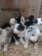 Border Collie Puppies for sale in Sioux City, IA, USA. price: $400