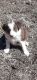 Border Collie Puppies for sale in Hoyt, KS 66440, USA. price: $450