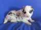 Border Collie Puppies for sale in Granville Summit, PA 16926, USA. price: $650,950