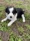 Border Collie Puppies for sale in Owasso, OK, USA. price: $800