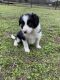 Border Collie Puppies for sale in Owasso, OK, USA. price: $800