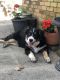Border Collie Puppies for sale in Oklahoma City, OK, USA. price: $750