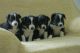 Border Collie Puppies for sale in Nazareth, PA 18064, USA. price: NA