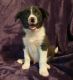 Border Collie Puppies for sale in OK-1, Oklahoma, USA. price: $15,000