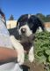 Border Collie Puppies for sale in Reno, NV, USA. price: $300