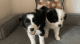 Border Collie Puppies for sale in Modesto, CA, USA. price: NA
