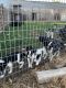 Border Collie Puppies for sale in Axtell, KS 66403, USA. price: $250