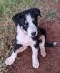 Border Collie Puppies for sale in Clinton, OK, USA. price: $350