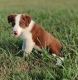 Border Collie Puppies for sale in Bixby, OK, USA. price: $900