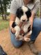 Border Collie Puppies for sale in Edmond, OK, USA. price: $400