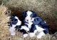 Border Collie Puppies for sale in Jonestown, PA, USA. price: $450