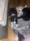 Border Collie Puppies for sale in New York, NY, USA. price: $1,000