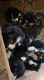 Border Collie Puppies for sale in NORTH PENN, PA 19440, USA. price: $700