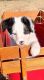 Border Collie Puppies for sale in Broken Arrow, OK 74012, USA. price: $700