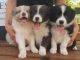 Border Collie Puppies for sale in Pittsburgh, PA, USA. price: $500