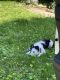 Border Collie Puppies for sale in Sound Beach, NY, USA. price: $400