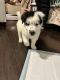 Border Collie Puppies for sale in Grand Junction, CO, USA. price: $150