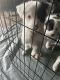 Border Collie Puppies for sale in Sigel, PA 15860, USA. price: $300
