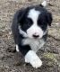 Border Collie Puppies for sale in Tionesta, PA 16353, USA. price: $750