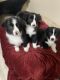 Border Collie Puppies for sale in Las Vegas, NV, USA. price: $1,200