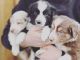 Border Collie Puppies for sale in Parma, ID 83660, USA. price: $400