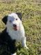 Border Collie Puppies for sale in Norfolk, VA, USA. price: NA