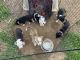 Border Collie Puppies for sale in Cody, WY 82414, USA. price: NA