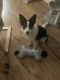 Border Collie Puppies for sale in 55 Tropic Isle Dr, Delray Beach, FL 33483, USA. price: NA