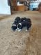 Border Collie Puppies for sale in Harrisburg, SD 57032, USA. price: NA