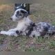 Border Collie Puppies for sale in Webster, FL 33597, USA. price: NA