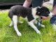 Border Collie Puppies for sale in Syracuse, NY, USA. price: NA