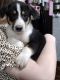 Border Collie Puppies for sale in Tishomingo, MS 38873, USA. price: NA