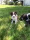 Border Collie Puppies for sale in Henderson, CO 80640, USA. price: NA