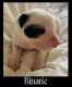 Border Collie Puppies for sale in Bolingbrook, IL, USA. price: NA