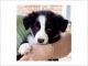 Border Collie Puppies for sale in Cornelia St, New York, NY 10014, USA. price: $350