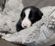 Border Collie Puppies for sale in Henderson, NV, USA. price: $900