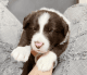 Border Collie Puppies for sale in Henderson, NV, USA. price: NA