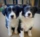 Border Collie Puppies for sale in New York, NY, USA. price: $540