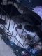 Border Collie Puppies for sale in Idaho Falls, ID, USA. price: NA