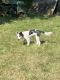 Border Collie Puppies for sale in Des Moines, IA, USA. price: $200