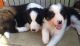 Border Collie Puppies for sale in Aurora, Colorado. price: $650