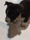 Border Collie Puppies for sale in Pueblo, Colorado. price: $300